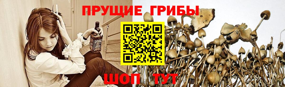 Псилоцибиновые грибы Magic Shrooms  Вход с VPN  Галлюциногенные грибы Psilocybine cubensis  сколько стоит  Долгопрудный 